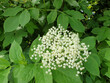 white flowers of Sambucus - elder or elderberry bush