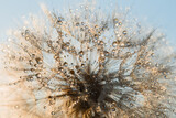 Fototapeta Dmuchawce - Macro nature abstract background. Beautiful dew drops on dandelion seed macro. soft background. Water drops on parachutes dandelion. Copy space. soft selective focus on water droplets. circular shape