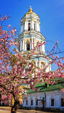 Fototapeta Miasta - Pink sakura blossom in the front of the bell tower of Kyiv Pechersk Lavra