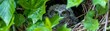 © Phanuwhat - Springtime nest, owl chick peeking, overhead view, lush green foliage, close up