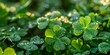 Dewdrops glisten on the vibrant green clovers in the fresh morning light of a peaceful garden.