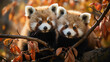 Playful red panda cubs frolicking in a tree, showcasing their agile movements and vibrant fur in a heart-melting display of cuteness.