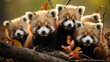 Playful red panda cubs frolicking in a tree, showcasing their agile movements and vibrant fur in a heart-melting display of cuteness.