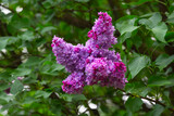 Fototapeta Lawenda - Purple lilac flowers, single branch close-up.