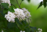Fototapeta Lawenda - White lilac flowers, single branch close-up.
