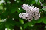 Fototapeta Lawenda - Pink lilac flowers, single branch close-up.
