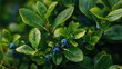 Blueberry leaves close-up. Generative AI