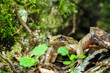 Agile frog (Rana dalmatina), small European amphibian in the genus Rana of the true frog family, Ranidae.