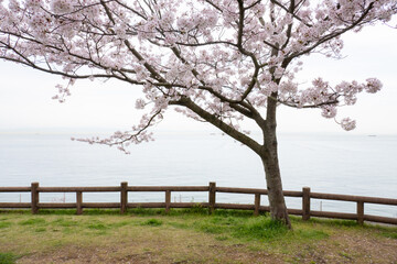 Sticker - 日本の桜風景