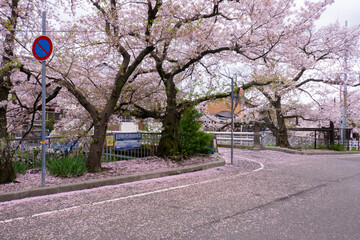 Wall Mural - 日本の桜風景