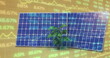 Image of financial data processing over solar panels and plant on yellow background