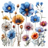 Fototapeta Młodzieżowe - Watercolor illustration of a wildflower set.