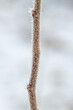 A young branch covered with frost.