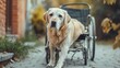 Labrador retriever in a wheelchair on urban path. Disabled dog with mobility aid device.