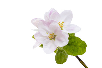 Canvas Print - apple tree flowers isolated