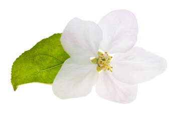 Wall Mural - apple tree flowers isolated