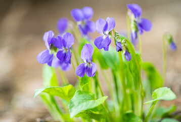 Wall Mural - beautiful violet flowers in the spring