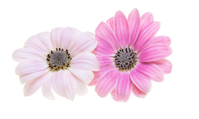 Wall Mural - beautiful Osteospermum flower isolated