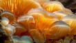Fungi underbelly, macro, close-up, hidden world, gills and spores, damp earth 