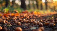 Autumn Harvest, Acorns On Ground, Close-up, Straight-on Shot, Forest Bounty, Soft Evening 