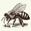 honey bee sketch old engraving vector illustration. hand drawn vintage honey bee old engraving vector illustration