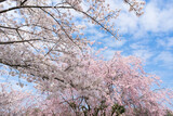 Fototapeta Sawanna - 満開の桜　青空背景