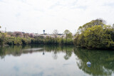 Fototapeta Sawanna - 春　ため池(香川県高松市)
