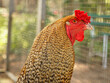 Brown chicken with red comb. Farm animal on a farm. Feathers and beak, portrait