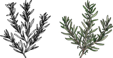 Poster - Fresh rosemarys branches with leaves for seasoning, retro woodcut
