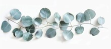 Eucalyptus Leaves Inspire Natural Material Jewelry With Electric Blue Accents Banner White Backgroun