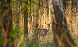 Fototapeta  - Jeleniowate - sarny i jelenie - dzika przyroda