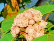 Jasminum Sambac, famously known as Mogra or Beli Flower