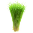 Barley microgreens Hordeum vulgare bright green leaves with a hint of blue neatly displayed Microgreen
