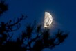 Mesmerizing misty half-moon in a blue sky with silhouettes of branches in the foreground