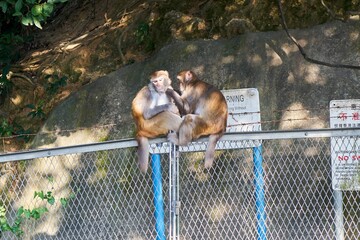 Wall Mural - Brown monkeys playing and sitting on metal grid fence in the park with trees