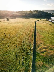 Vertical bird's eye view of sheep eating grass in an evergreen field surrounded by lush trees