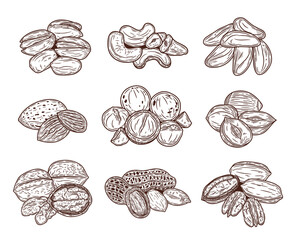 Wall Mural - Vector various nuts hand-drawn illustrations, nut kernels and shells
