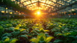 Field of green plants in a greenhouse with the sun shining through the leaves
