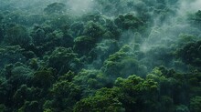 Misty Raindrops On Canopy, Dense Forest, Close-up, High-angle, Serene Rainfall Ambiance 