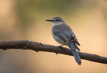 Poster - AI generated illustration of a delicate bird perched on a slender tree branch