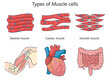 Human types of muscle cells skeletal, cardiac, and smooth muscles with examples of each muscle's location in the body structure diagram raster illustration. Medical science educational illustration