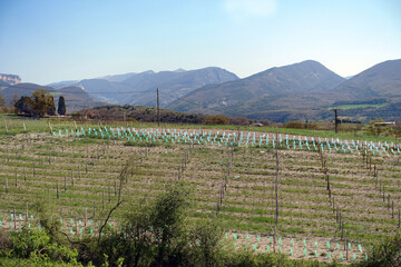 Sticker - Vignoble de la Clairette de Die