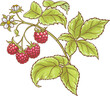 Raspberry Branch Colored Detailed Illustration.