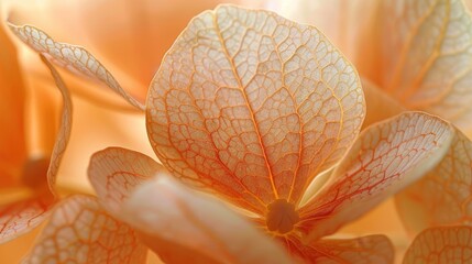 Wall Mural - Flowers and Plants: A photo showcasing the intricate network of veins in a flower petal