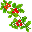 Lingonberry Branch Colored Detailed Illustration