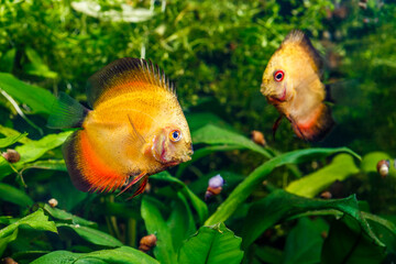 A green beautiful planted tropical freshwater aquarium with fishes.Discus (Symphysodon), multi-colored cichlids in the aquarium