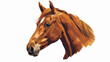 Horse Head Vector Illustration Horses Face Equestrian