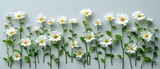 Fototapeta  - Feverfew Flower Overview: Healing Essence Meets Simplicity. Concept Herbal Remedies, Natural Healing, Medicinal Plants, Health Benefits, Flower Cultivation