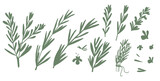 Fototapeta  - Rosemary silhouette set isolated on white background. Fresh herb branch with green leaves simple. Hand drawn illustration.