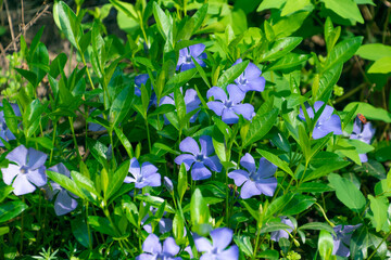 Wall Mural - Beautiful blue Vinca minor flowers in the garden.